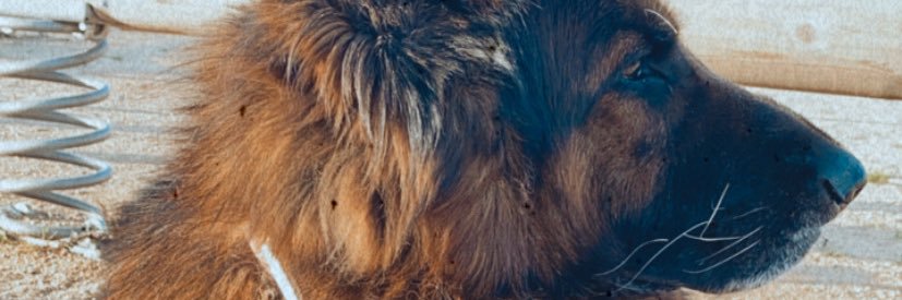 Idoiia3's profile banner image