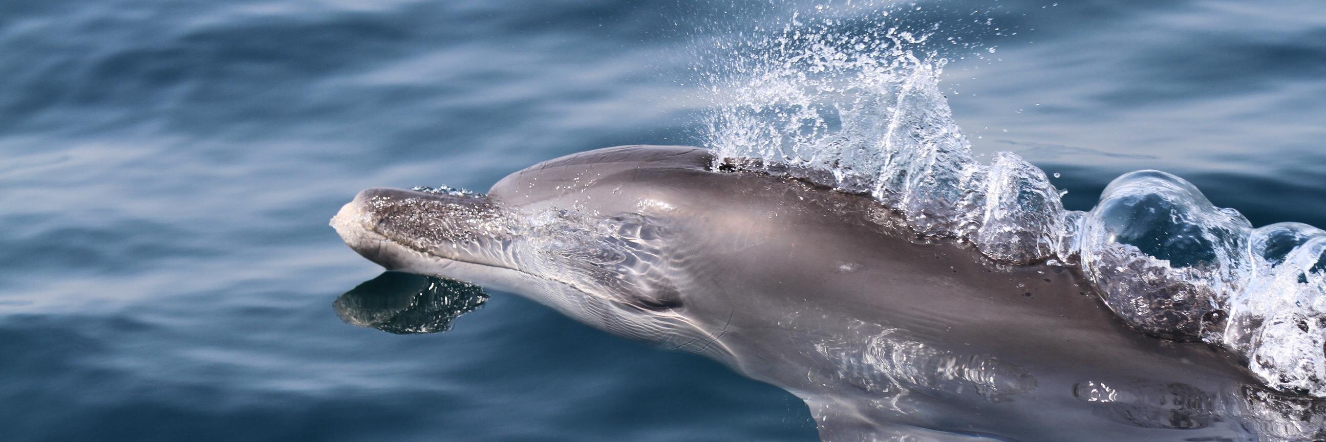 UAE Dolphin Project banner