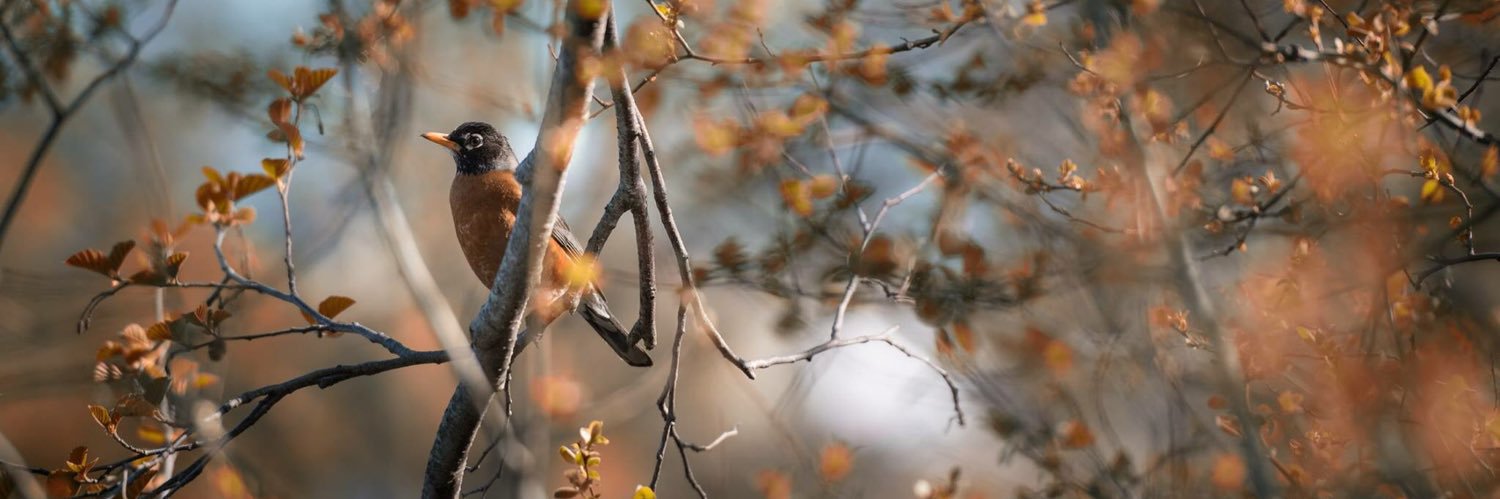 FotoCavallo's profile banner image
