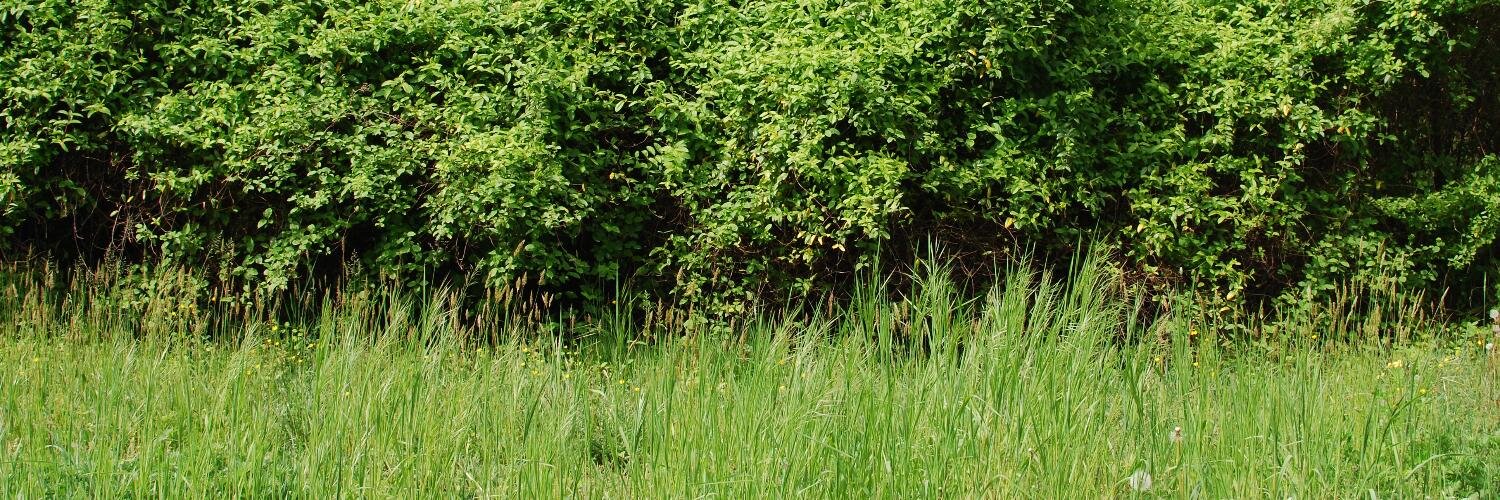 ermannob's profile banner image
