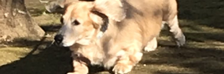 kinokosansan's profile banner image