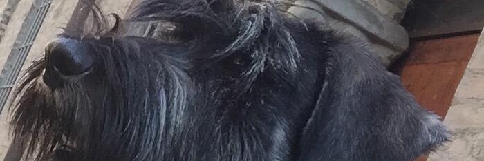 ferroignique's profile banner image