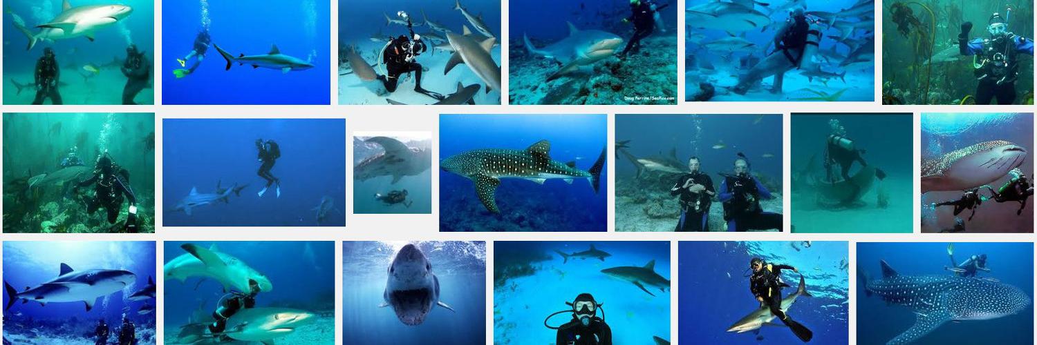 sharkscuba's profile banner image