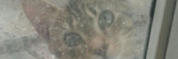 pie_eye's profile banner image