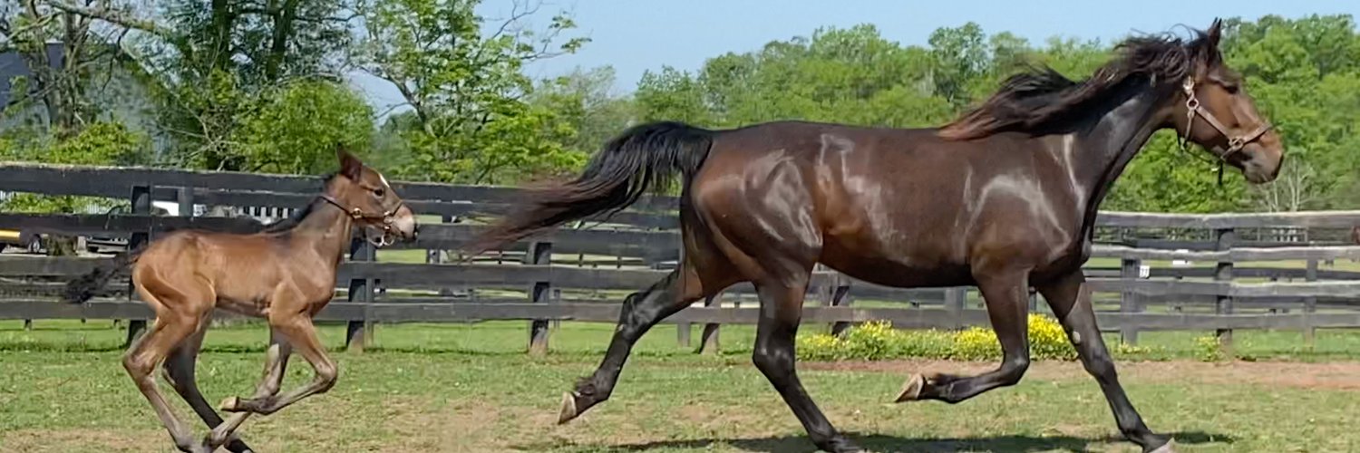 Standardbred Breeders Association of Pennsylvania banner