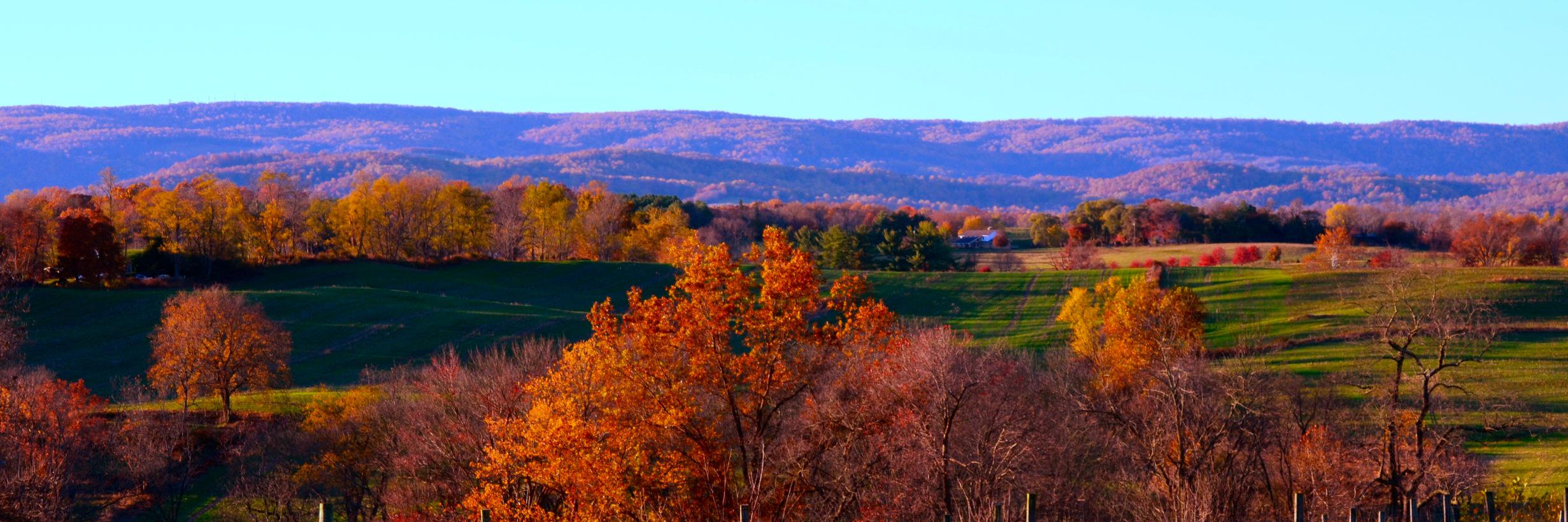 Blue_vineyard's profile banner image