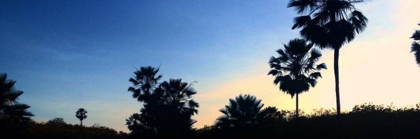 acatharinamaia's profile banner image