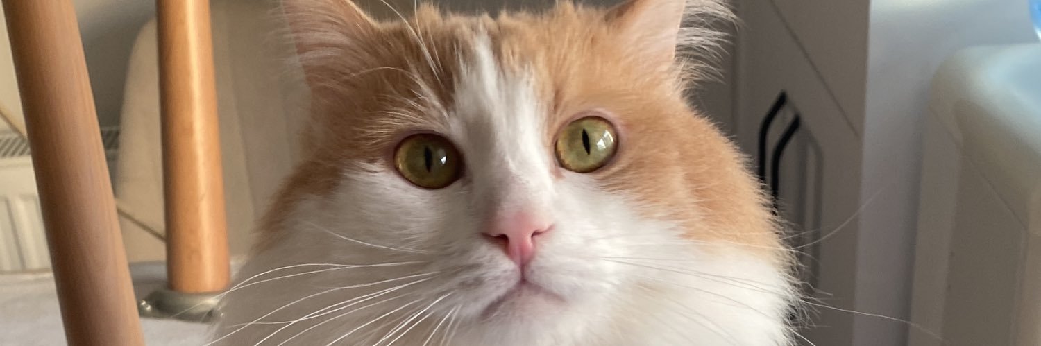helloladybirdd's profile banner image