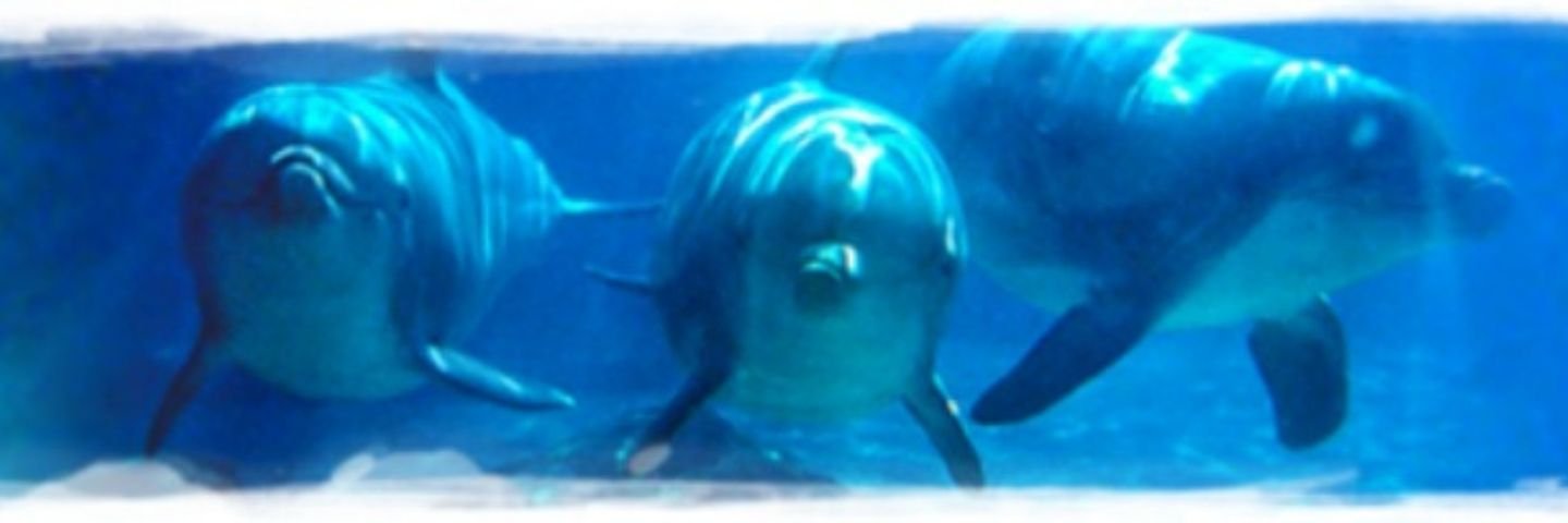 Morehead Elementary School at Camp Glenn banner