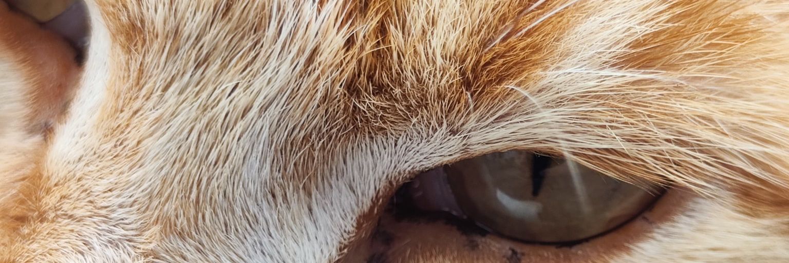 MonicaMHernande's profile banner image