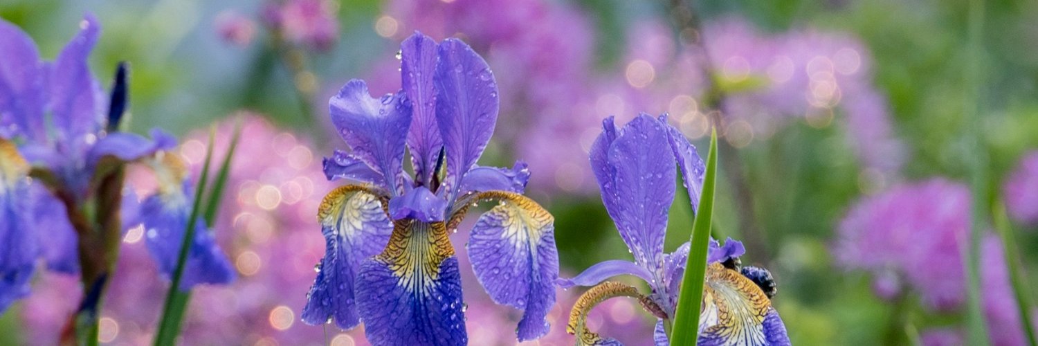 Crocus.co.uk banner