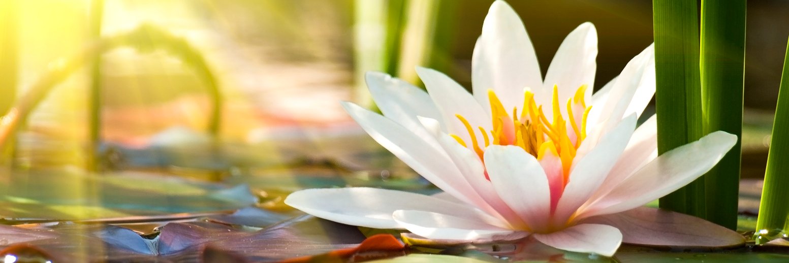 CareMindful's profile banner image