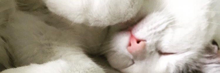 sylvainpitre's profile banner image