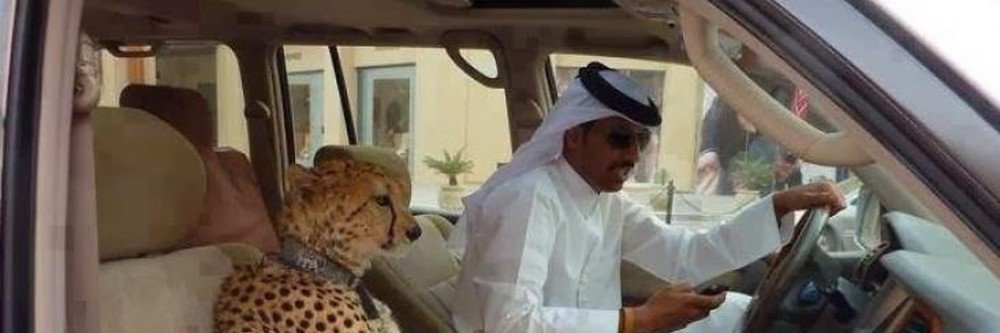 FaveliousBrown banner