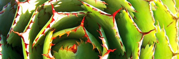 VeganEvents Profile Banner