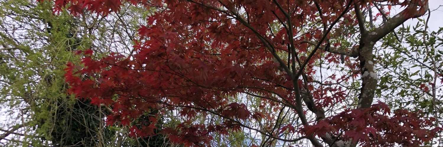 nettlecake's profile banner image