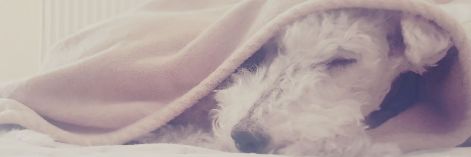 Gagisha87's profile banner image
