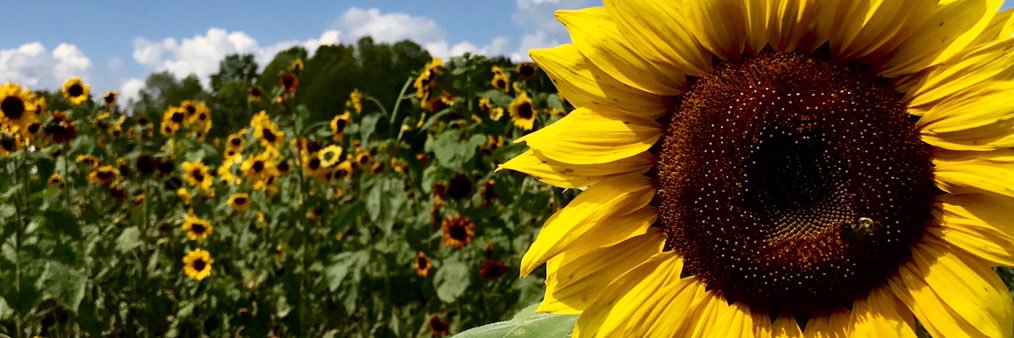 mere_mcgrail's profile banner image