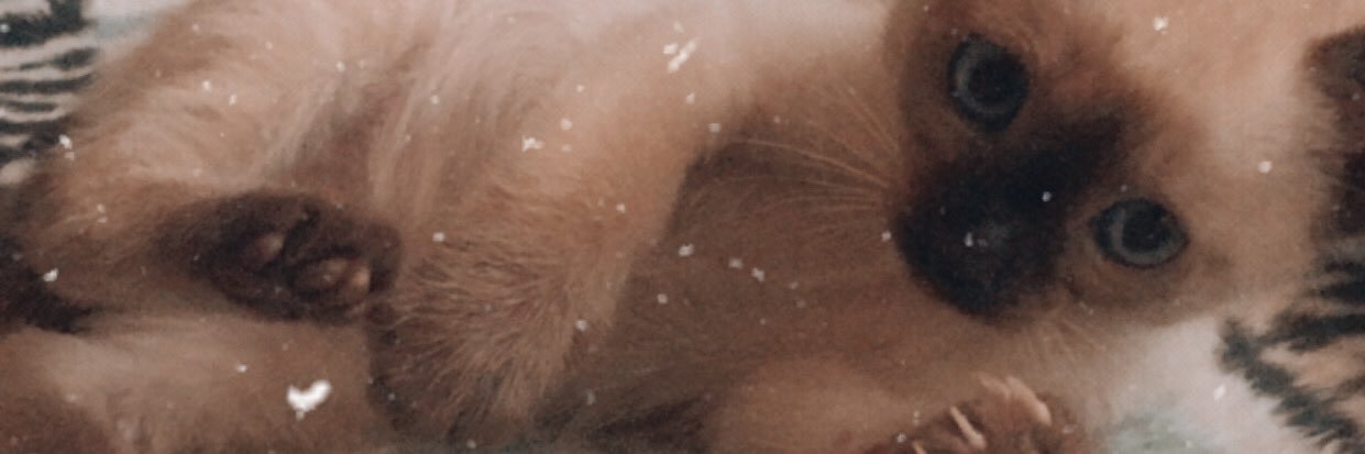 dirvana__'s profile banner image