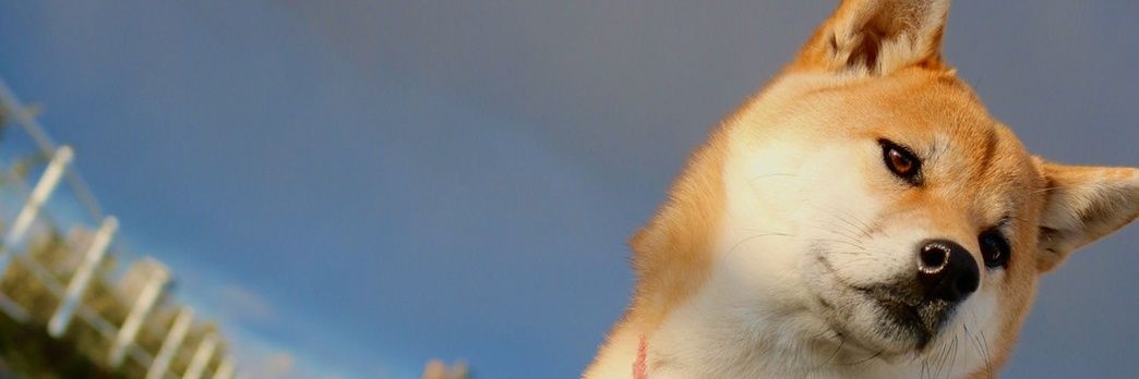糸川琴音 banner
