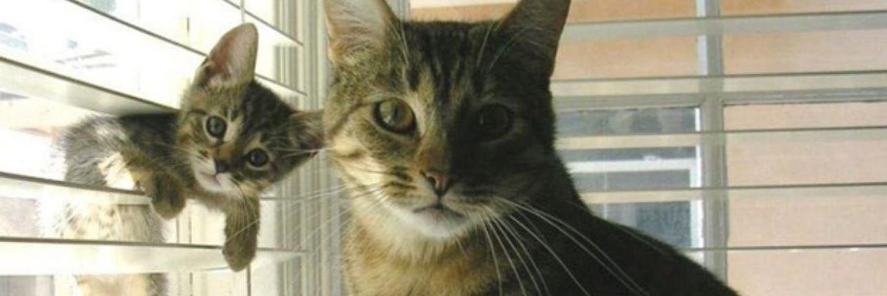 Puffins McGrady banner