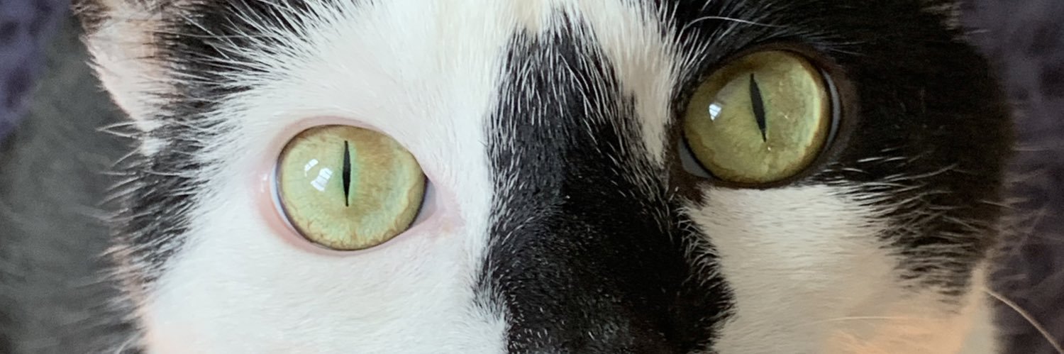 MadelineAmonick's profile banner image