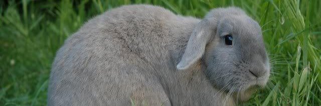 Котриарх Тбилисский и всея куси banner