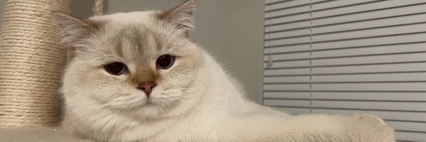 EvanZhao6 Profile Banner