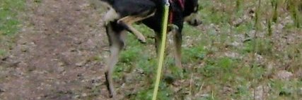 BauschanHund's profile banner image