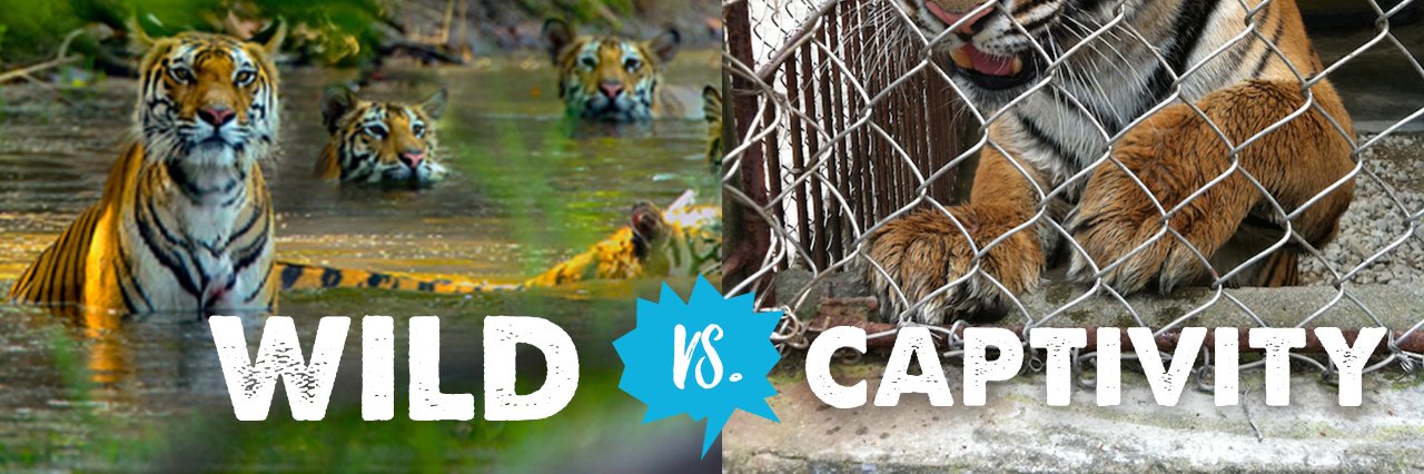 captiveanimals banner