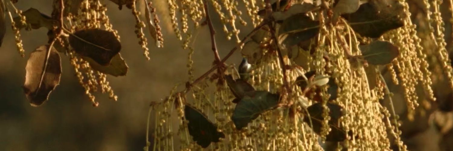 Federación Española de la Dehesa banner