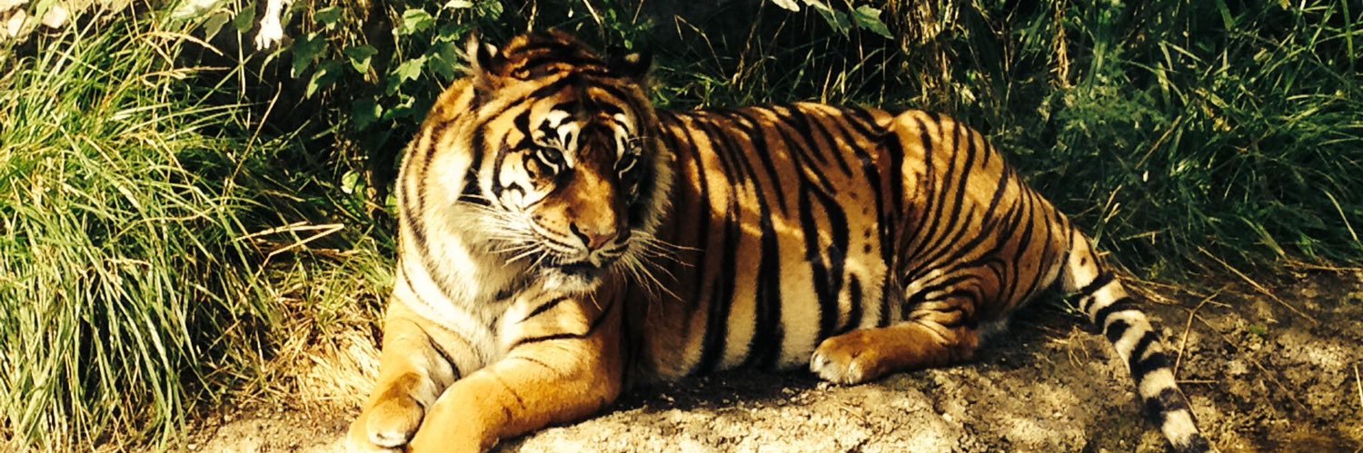 (Kuroga Kavat) 𝔓𝔥𝔦𝔩𝔰𝔩𝔞𝔶𝔞 🍀 banner