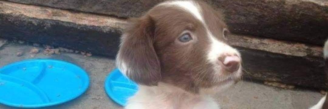 🐕🐶Caesar007🐶🐕 banner