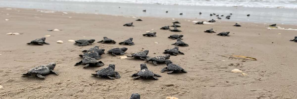 Motheroceanfund's profile banner image