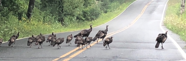 Rebecca Holcombe banner