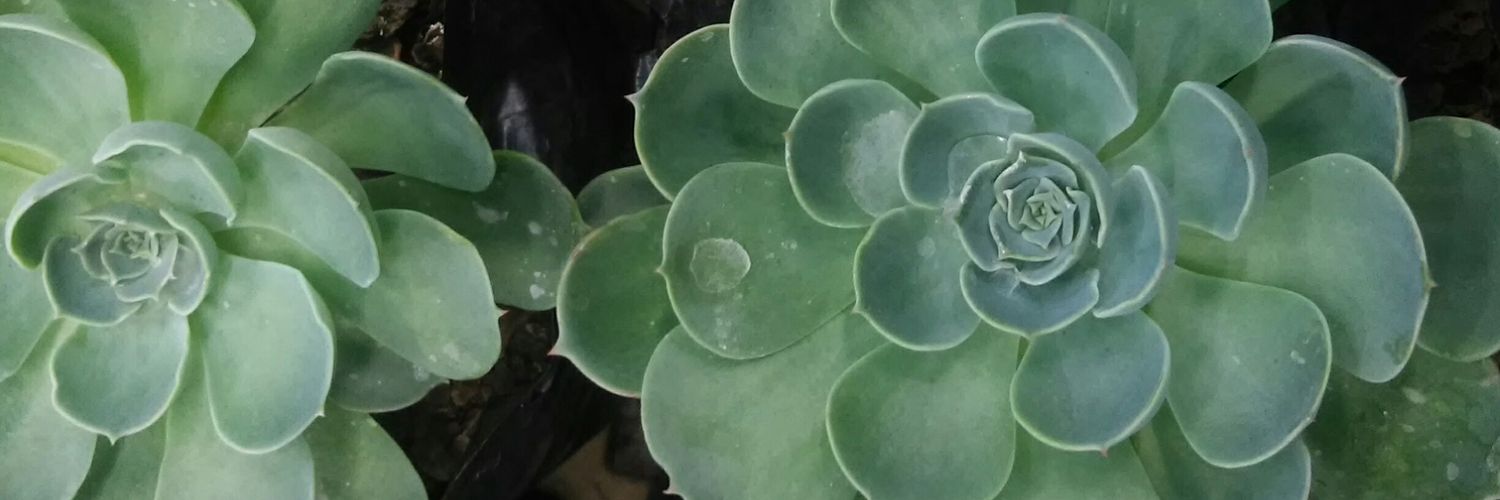 cindycstr's profile banner image