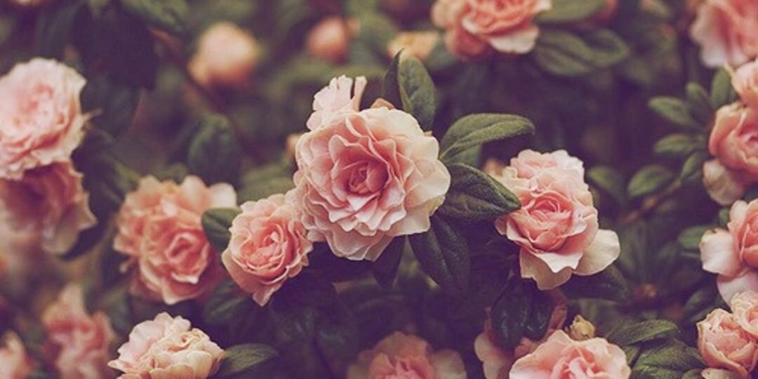 Hayleysenoj's profile banner image