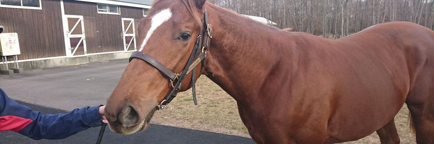 でぃーぷ🐎 banner