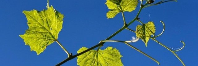 QSResearchTeam's profile banner image