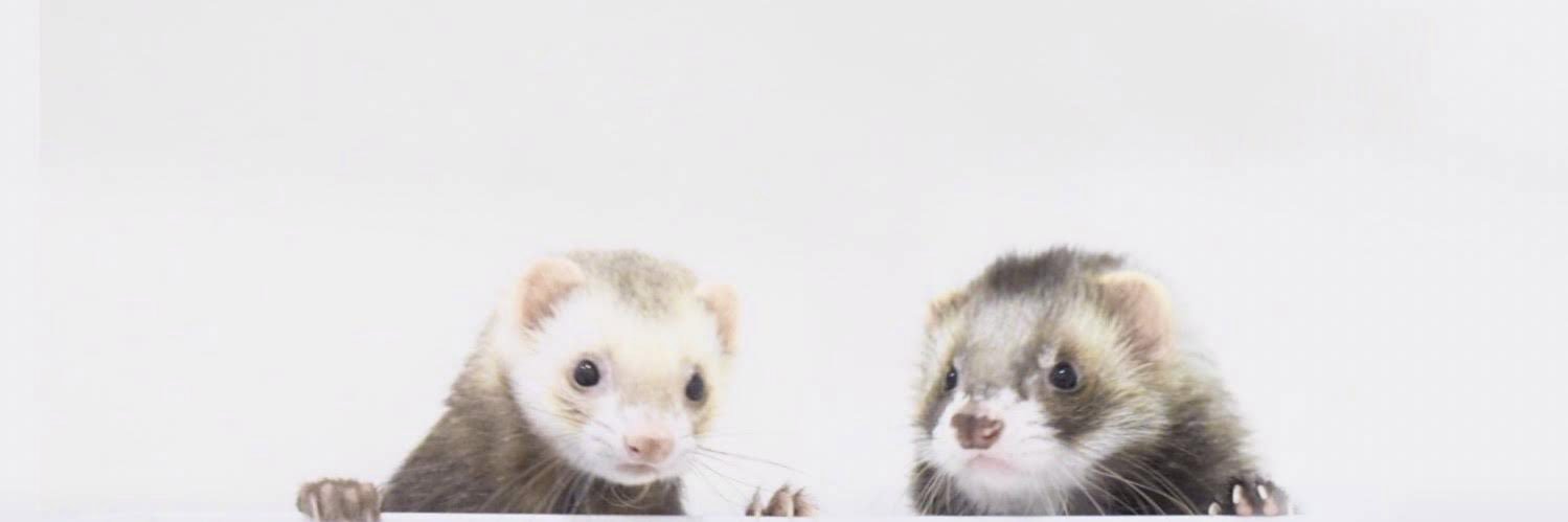 amnon43's profile banner image