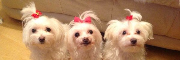 _MissBow_ Profile Banner