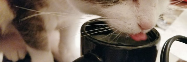 Hydration Cat | Miya🌊 banner