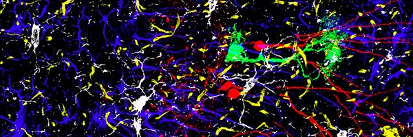 Nico_Toni1 Profile Banner