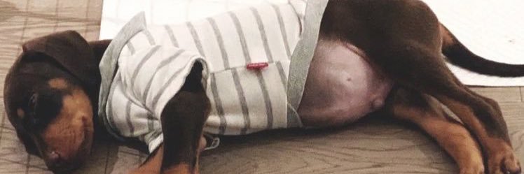 googie ♡ banner