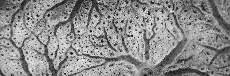 Ethereal Mystic banner