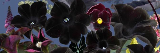 Natalia Keogan banner