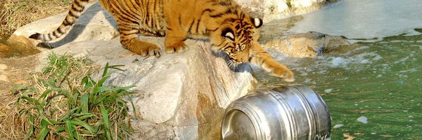 That Drunk Tiger!🍺🐯 Profile Banner