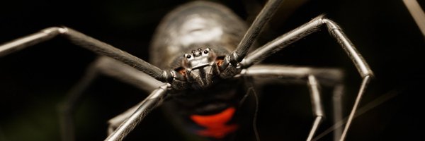 ZedSkipper Profile Banner