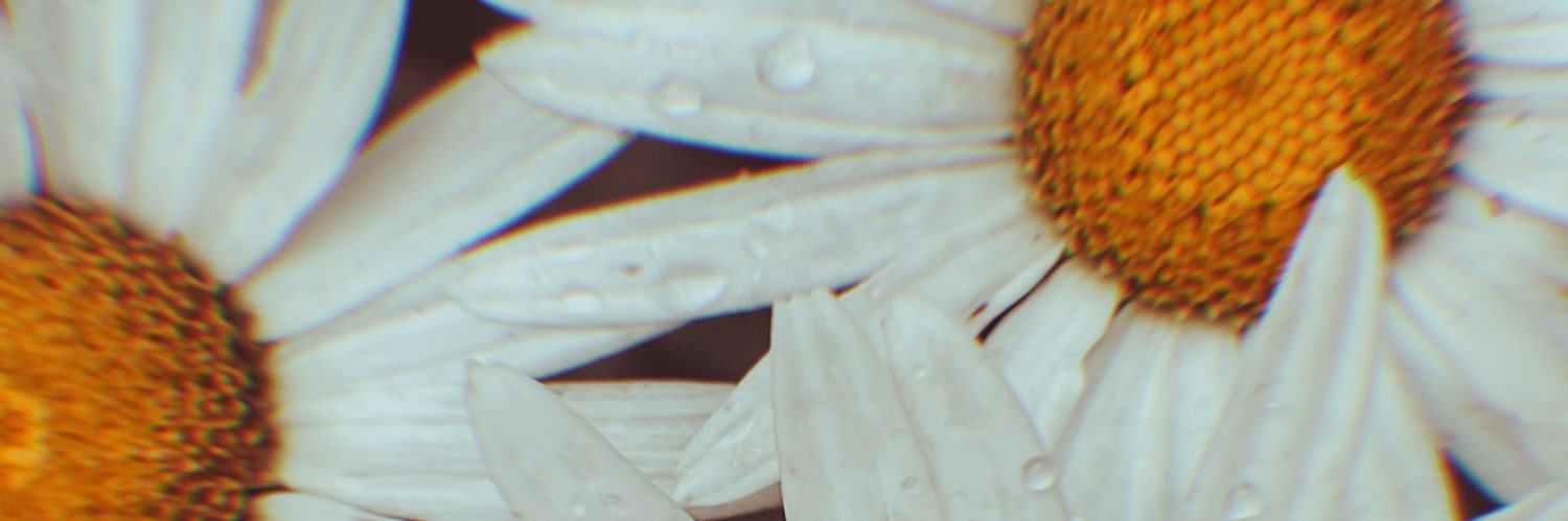 Taylor 🌻 banner
