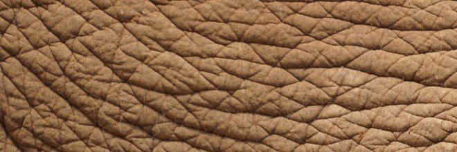 Lisa P. Barrett banner